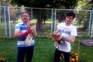 Yaralı ibibik ve şahinler tedavi altına alındı