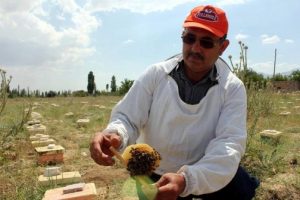 'T&uuml;rkiye'de ana arı &uuml;retimi &ccedil;ok d&uuml;ş&uuml;k'