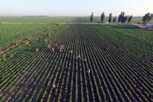 Şanlıurfa'da 155 bin k&ouml;k kenevir ele ge&ccedil;ti