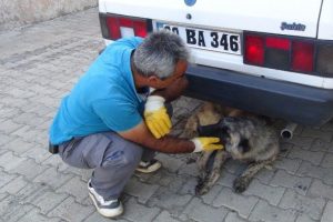 Yaralı k&ouml;pek i&ccedil;in ambulans &ccedil;ağırdılar
