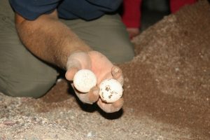 Marmaris'te caretta caretta seferberliği