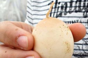 Tavuk, kuyruklu yumurta yumurtladı