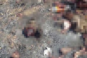 Aydın'da bir tarlada 10 domuz iskeleti bulundu