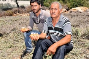Kimsenin y&uuml;z&uuml;ne bakmadığı bitkiden servet kazanıyorlar!