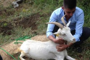 Kuyuya d&uuml;şen ke&ccedil;iyi itfaiye kurtardı