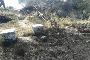Yangında arılar telef oldu