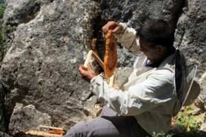 "Firari" arıların izini s&uuml;rerek bal topluyor