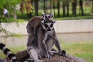 Bursa'da lemurların yavru sevinci