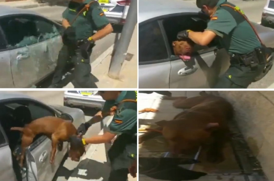 Sıcağın altındaki ara&ccedil;ta &ouml;l&uuml;me terk edilen k&ouml;peği polis kurtardı