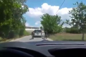 Bursa'da aracın iki atla yolculuğu hayrete d&uuml;ş&uuml;rd&uuml;