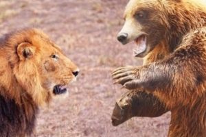 İstanbul'da AVM'de aslan ve ayı bulundu!