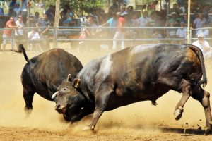 Boğalar arenaya sığmadı
