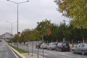 Aracını park etmek i&ccedil;in ağa&ccedil; s&ouml;ken s&uuml;r&uuml;c&uuml;ye hapis