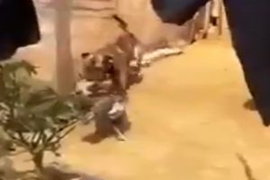 Tavuklar birbirine girdi, k&ouml;pek de gerginlikten nasibini aldı