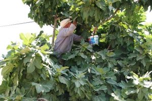 Silifke'de incir hasadı başladı