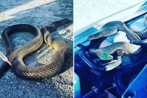 Aracının motorundan &ccedil;ıktı!