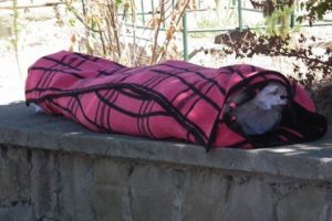 &Uuml;&ccedil; polisi şehit eden gence 'tabutsuz' cenaze