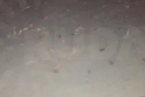 Kuzey Irak'ta 'u&ccedil;aktan hamam b&ouml;cekleri atıldı' iddiası...