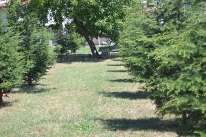 Bursa'da k&ouml;pekler koyunu b&ouml;yle par&ccedil;aladı
