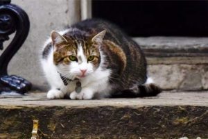 Kedi Larry başbakanlık konutunda kalacak