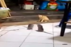 Dev fareler birbirine girdi, kedi şaşkınlıkla izledi