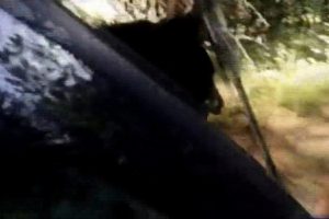 Ayı, kendini aracın bagajına kilitledi