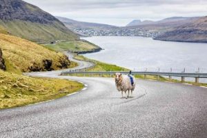 Faroe Adalarında Google'ın koyunlarla iş birliği
