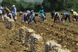 Patates Bursalı &ccedil;ift&ccedil;inin y&uuml;z&uuml;n&uuml; g&uuml;ld&uuml;rmedi