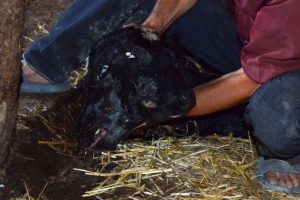 Manisa'da iki başlı buzağı g&ouml;renleri şaşırttı
