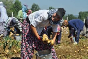 İzin &ccedil;ıktı! İlk olarak 1000 ton patates ve kuru soğan gitti