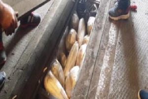 Kamyondaki gizli b&ouml;lmeden 118 kilo 420 gram esrar &ccedil;ıktı