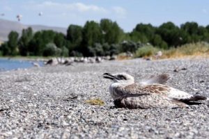 Van G&ouml;l&uuml;'nde martıların yaşam m&uuml;cadelesi