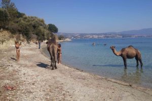 Eski &ccedil;ıplaklar kampı artık develere emanet