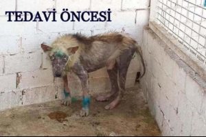 K&ouml;peğin son hali şaşırttı