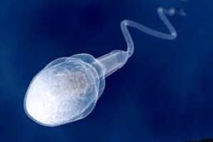 TESE ile sperm &ccedil;ıkmadığı durumda ne yapılır?