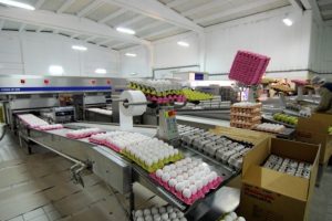 Yumurta ihracatında hareketlilik başladı