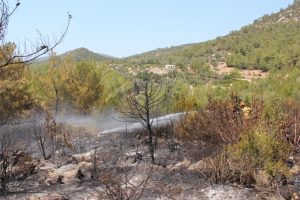 Bodrum'da 5 hektar ormanlık alan k&uuml;le d&ouml;nd&uuml;