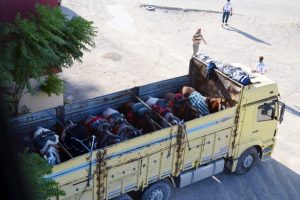 Bursa'da bir kamyon dolusu at polisi alarma ge&ccedil;irdi