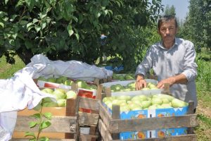 Bursa'da armut rekoltesi d&uuml;şt&uuml; fiyat arttı