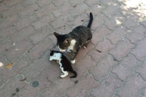 Yavrusunun başında saatlerce bekledi