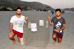 Patara Plajı'nda 195 caretta yuvası korunuyor