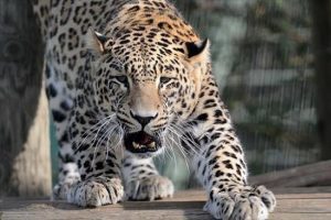 Hindistan'da otel odasına giren leopar korkuttu
