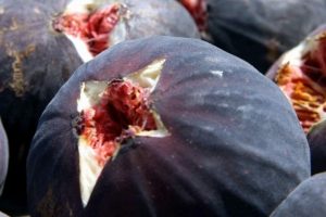 Bursa Valiliği, Ethephon'a savaş a&ccedil;tı