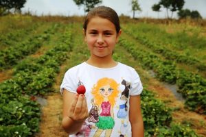 Bursa Nil&uuml;fer organik &ccedil;ilek ve enginarın merkezi oluyor
