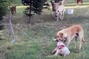 Bursa Orhaneli'de halk başıboş dolaşan k&ouml;peklerden tedirgin