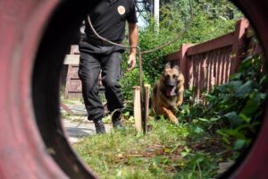 Zonguldak'ta AFAD k&ouml;pekleri her an g&ouml;reve hazır