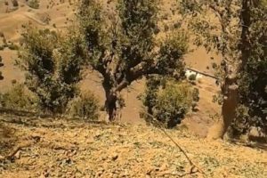 Karayoluna tuzaklanan eyp imha edildi