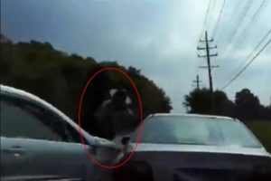 Cip ehliyet kontrol&uuml; yapan polise &ccedil;arptı