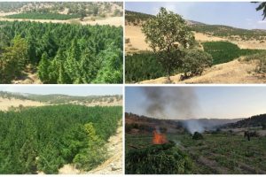 Lice, Hani ve Hazro'daki operasyonlar sona erdi