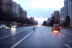 Bir anda yola fırladı!
